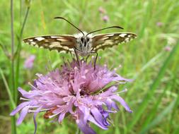 Nature Insect Butterfly Day At The