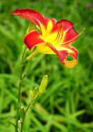Daylily Orange Day-Lily Nature