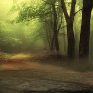 Forest Wolf Composing Digital