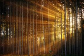 Forest Sunlight Sunbeam