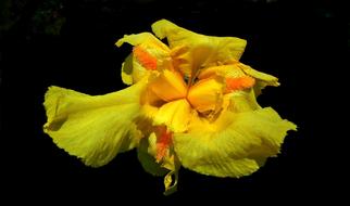 Flower Iris Yellow