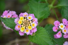 Blossom Bloom Raindrop