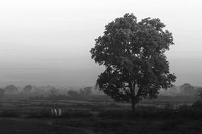 Tree Landscape Nature