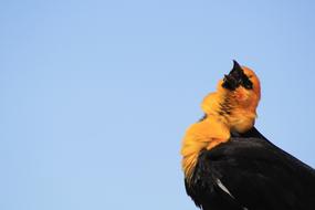 Wildlife Outdoors Nature