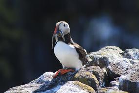 Nature Bird Wildlife