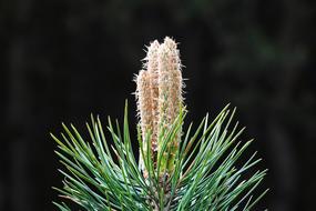 Green Shoots Of Pine Needle