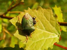 Leaf Nature At The Court Of
