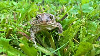 Nature Leaf Moisture