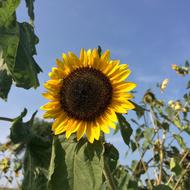 Sunflower Summer Farm