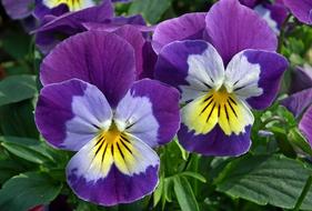 Flower Pansy Nature
