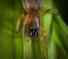 Bespozvonochnoe Living Nature