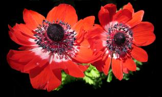Flower Anemone Red
