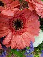 African Daisy Flower