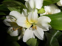 Flower Blossom Bloom