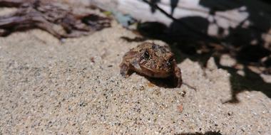 Frog Sun