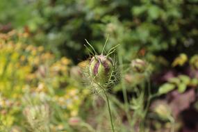 Plant Alien Botanical Gardens