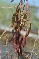 blooming plant in the garden