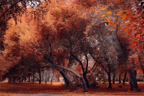 Tree Autumn Landscape