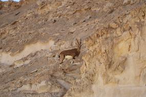 Desert Antelope Nature