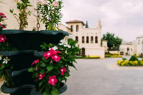 Flower Basket Beautiful