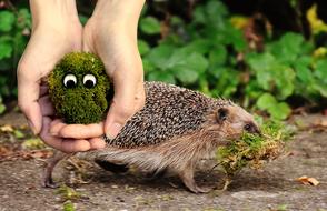 Moss Ecology Environment