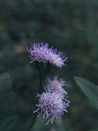 Flowers Autumn Leaves Nature