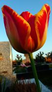 No Person Nature Tulip