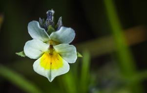 Flower Nature Plant No
