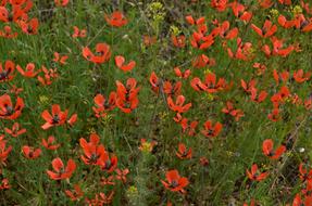 Field Spring macro blur
