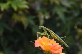 Insects Mantis Nature
