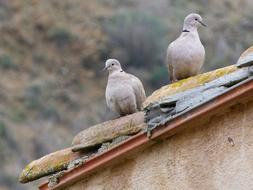 Turtledove Turtledoves Roof