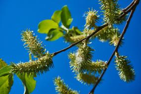 Blossom Kitten Female Seeds Salix