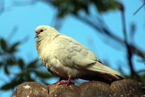 Dove White Bird Nature Living