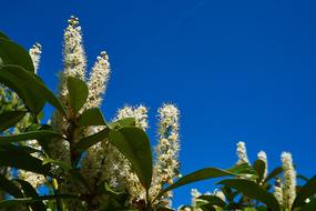 Prunus Laurocerasus Blossom Bloom