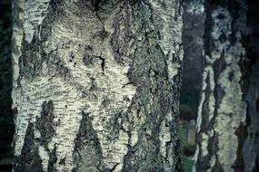 Bark Tree Nature