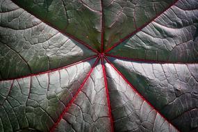 Dark Green Leaf Plant Background