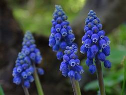 Muscari Flower Blue