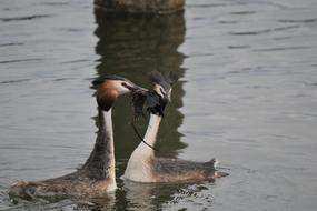 Waters Lake Great Crested Grebe