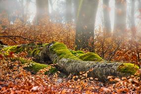 Autumn Forest Log