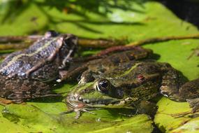 Frog Amphibian Nature Animal