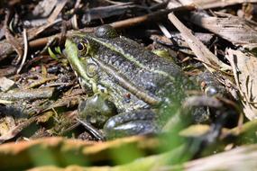 Frog Amphibian Nature Animal