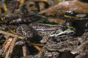 Frog Amphibian Nature Animal