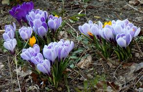 Crocuses Flower Nature
