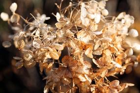 Nature Closeup Flora