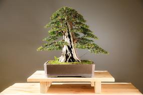 Bonsai Yew