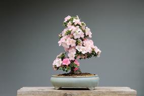 Bonsai Azaleas Rhododendron Pink