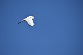 Nature Sky Bird Animal