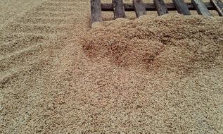 Rice Grain Abundance