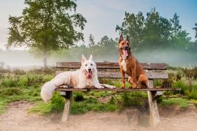 Nature Outdoor Mammals