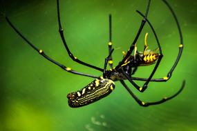 Spider Macros Insects Jumping